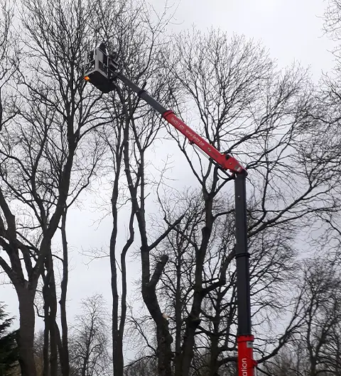 Abattage arbre