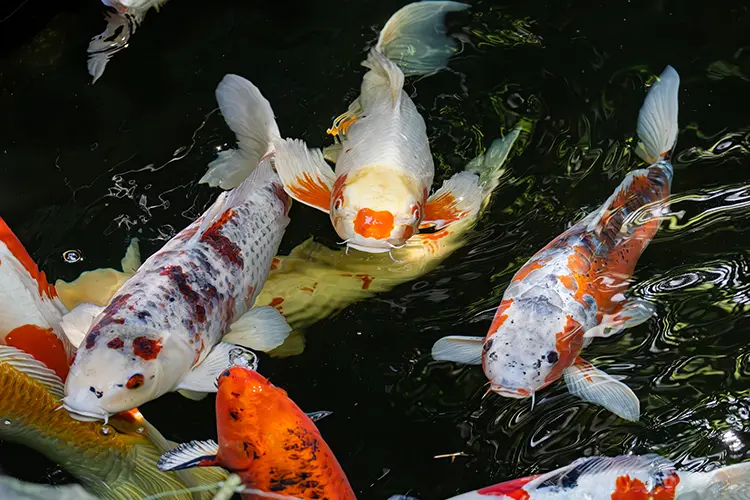 Poissons koï dans un étang