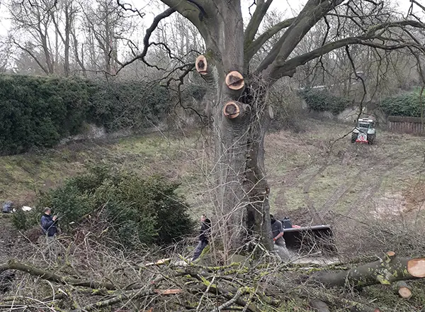 Abattage d'un arbre